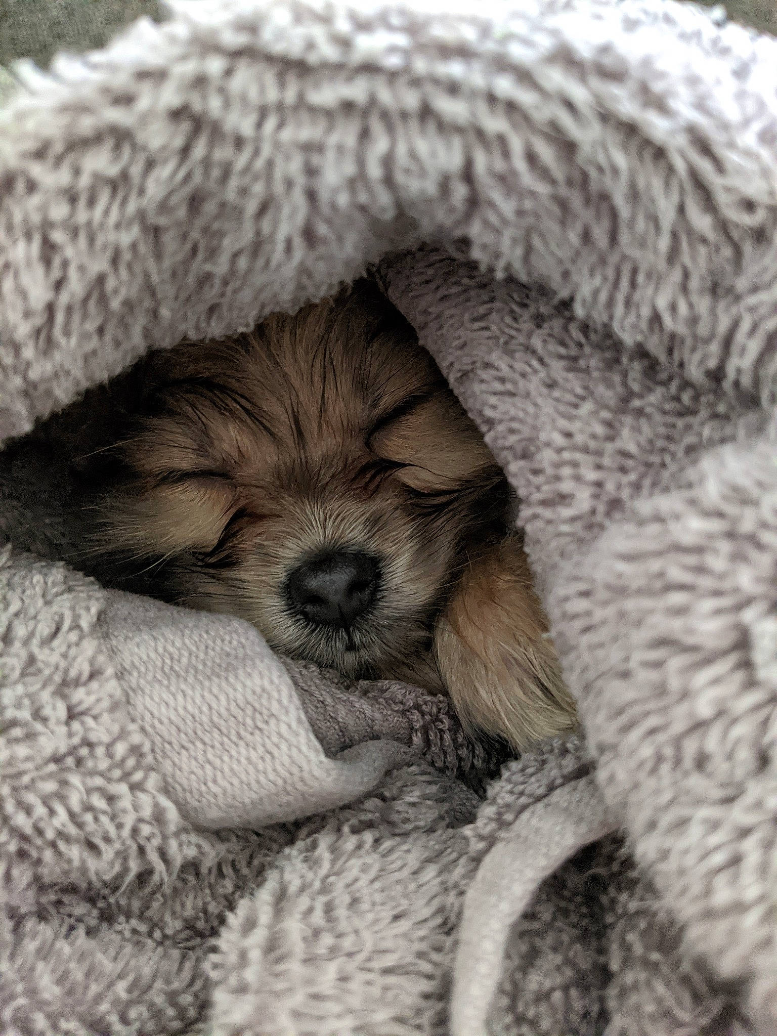 Tsuki joined the competition — help win amazing prizes! canidae, carnivore, comfort, companion_dog, dog, dog_breed, dog_supply, fawn, fur, liver, nap, paw, poodle, snout, sporting_group, terrestrial_animal, terrier, toy_dog, water_dog, working_animal