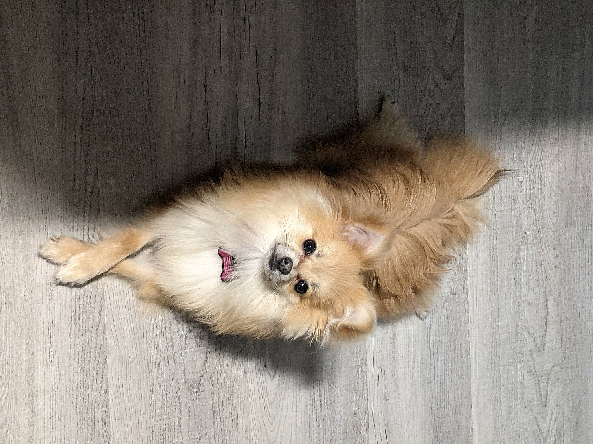 Tsuki joined the competition — help win amazing prizes! canidae, carnivore, companion_dog, dog, dog_breed, fawn, felidae, fur, german_spitz, german_spitz_klein, german_spitz_mittel, paw, pomeranian, snout, spitz, sporting_group, tail, toy_dog, whiskers, working_animal