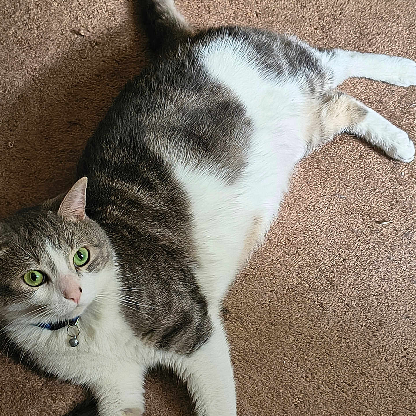 Yoshi