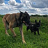 Pearl Et Nina a rejoint le concours — aidez-le/la à gagner de superbes lots ! dogs, dog, canine, large_dog, small_dog, french_bulldog, belgian_malinois, stick, playing, running, outdoors, grass, field, countryside, sky, clouds, nature, animal, collar, portrait