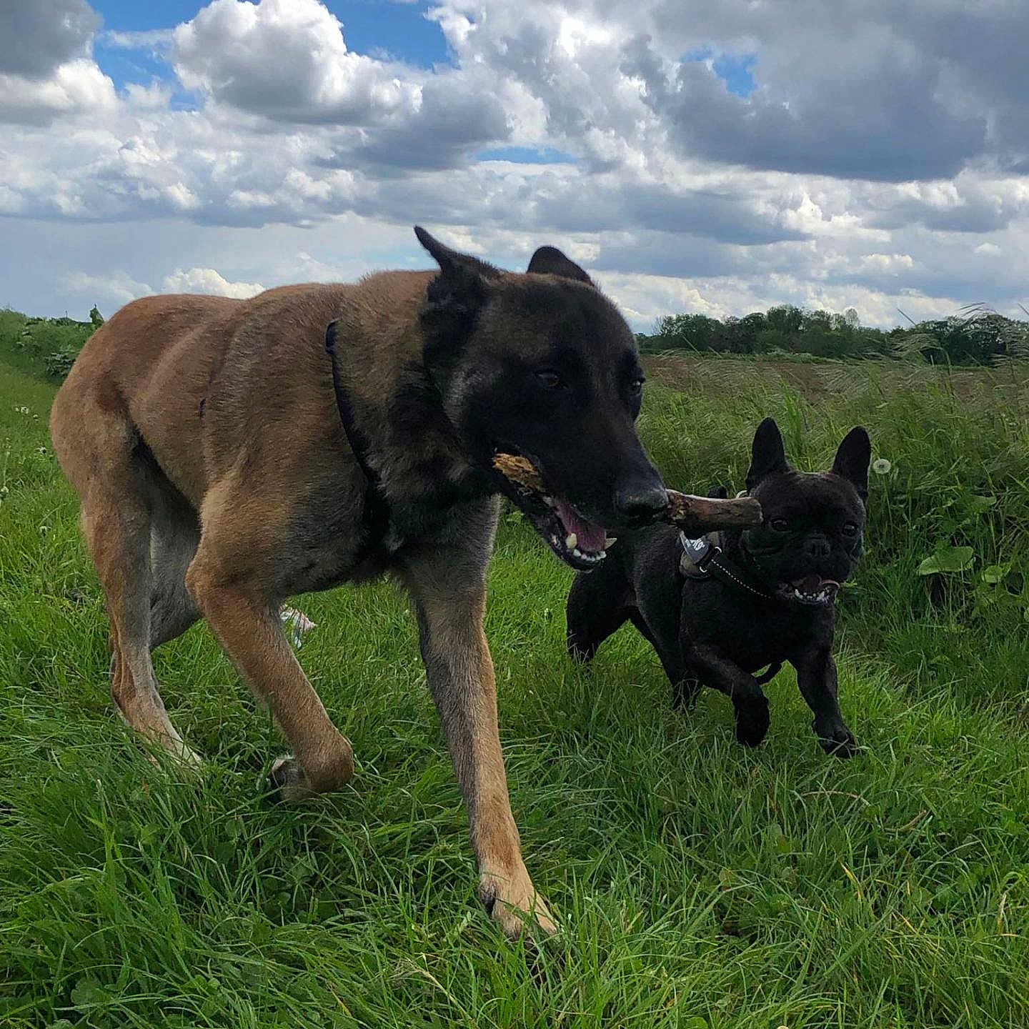 Pearl Et Nina a rejoint le concours — aidez-le/la à gagner de superbes lots ! dogs, dog, canine, large_dog, small_dog, french_bulldog, belgian_malinois, stick, playing, running, outdoors, grass, field, countryside, sky, clouds, nature, animal, collar, portrait