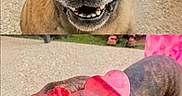 Pearl Et Nina participe au concours pour gagner de l'argent avec cette photo : dog, dogs, sunglasses, heart_shaped_sunglasses, funny, cute, portrait, close_up, brindle, french_bulldog, canine, pet, smiling, standing, outdoor, party, people, grass, pavement, fashion