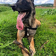 Pearl Et Nina participe au concours pour gagner de l'argent avec cette photo : dog, belgian_malinois, black_and_tan, tongue_out, panting, happy, outdoor, meadow, grass, countryside, landscape, blue_sky, clouds, hills, farm_fields, village, harness, stick, sitting, partial_person