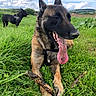 Pearl Et Nina participe au concours pour gagner de l'argent avec cette photo : dog, dogs, shepherd_dog, belgian_malinois, black_dog, brown_dog, tongue, panting, harness, grass, meadow, countryside, field, rural, landscape, clouds, blue_sky, outdoors, stick, happy