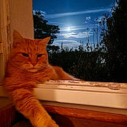 Roudoudou participe au concours pour gagner de l'argent avec cette photo : cat, orange_cat, tabby, feline, pet, fluffy, fur, whiskers, ears, paws, lounging, sitting, windowsill, window, moonlight, night, sky, garden, outdoors, portrait