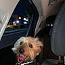 Theo joined the competition — help win amazing prizes! dog, pet, car_interior, night, window, seat, animal, panting, excited, blurred, leash, fur, small_dog, dark, road, head, tongue, collar, vehicle, passenger_seat