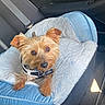 dog, pet_bed, car_interior, seatbelt, water_bottle, small_dog, plush_bed, curious, brown_fur, collar, tag, window, seat, comfort, relaxed, indoor, vehicle, travel, cute, animal
