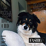 Charly a rejoint le concours — aidez-le/la à gagner de superbes lots ! animal, black_and_white, couch, cozy, cute, dog, fashion, fur, head_tilt, house, indoor, looking_at_camera, magazine_cover, painting, pet, pillow, portrait, text_overlay, wall, wooden_ceiling