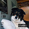 dog, pet, indoor, couch, pillow, black_and_white, fur, portrait, looking_at_camera, wooden_ceiling, painting, wall, fashion, text_overlay, magazine_cover, cozy, cute, animal, house, head_tilt