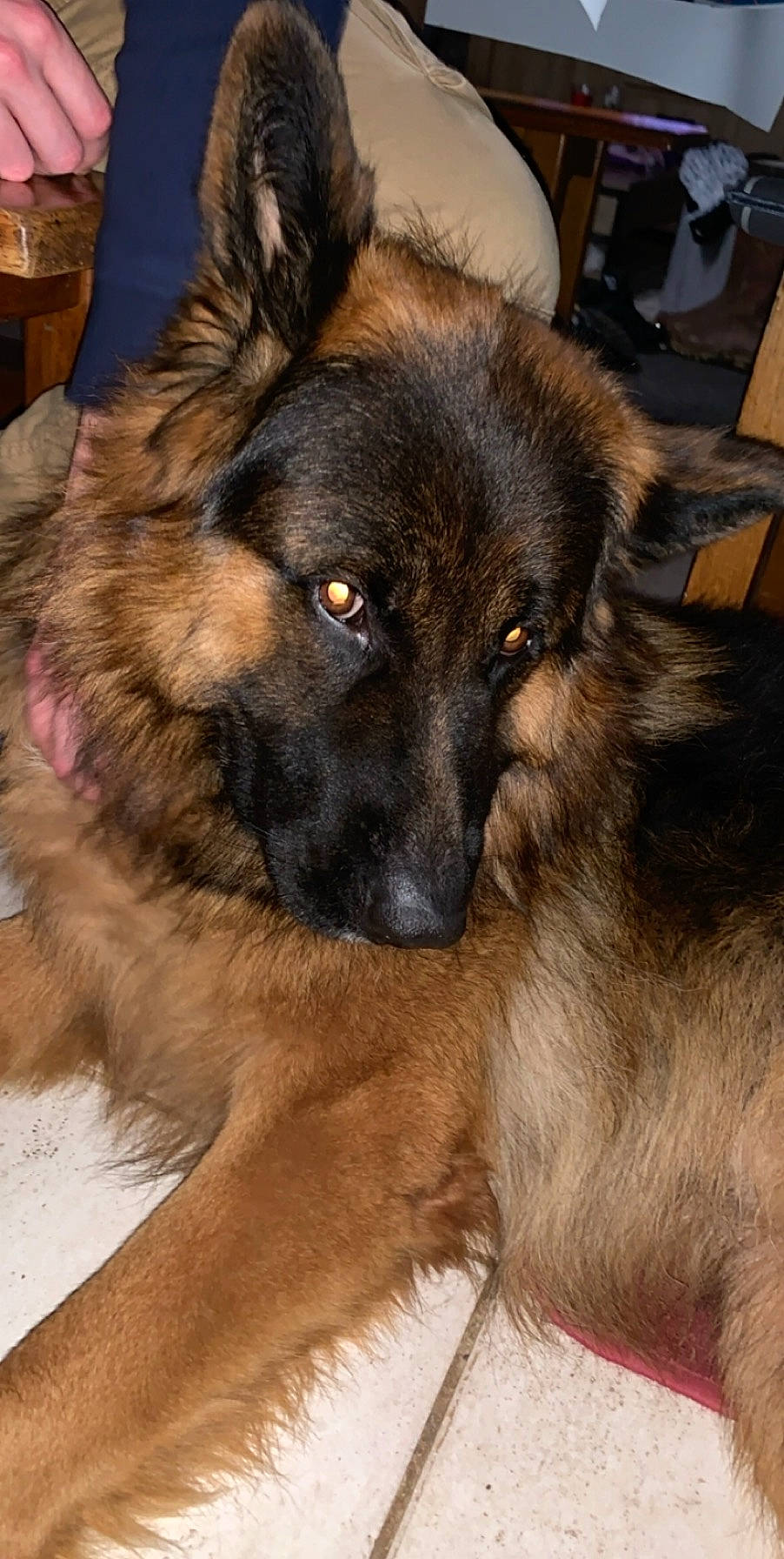 Newton a rejoint le concours — aidez-le/la à gagner de superbes lots ! belgian_shepherd, belgian_shepherd_malinois, bohemian_shepherd, canidae, carnivore, dog, dog_breed, fawn, german_shepherd_dog, herding_dog, king_shepherd, leonberger, mammal, old_german_shepherd_dog, shiloh_shepherd_dog, snout, tervuren, vertebrate