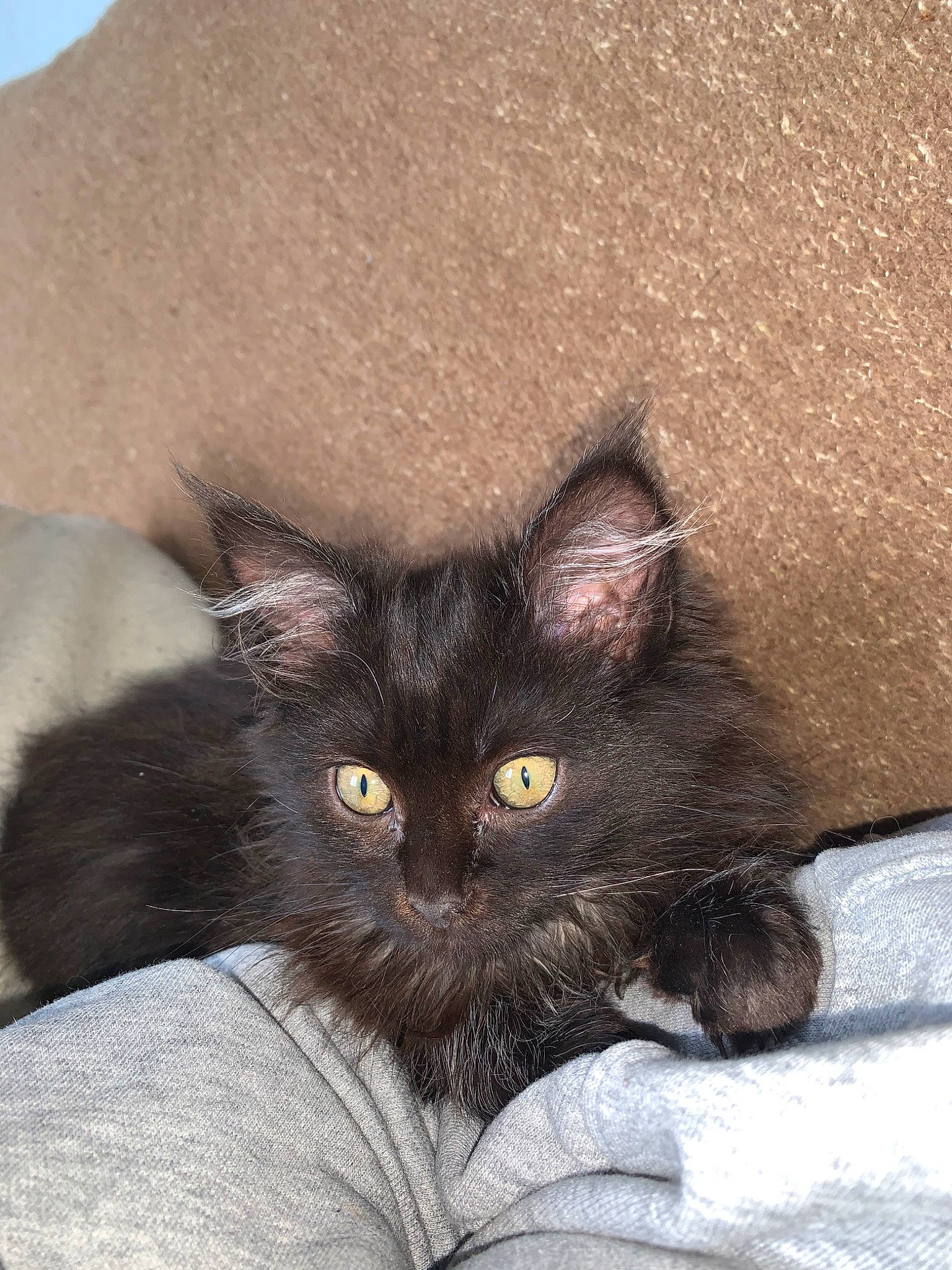 Mia a rejoint le concours — aidez-le/la à gagner de superbes lots ! asian, black_cat, carnivore, cat, domestic_long_haired_cat, domestic_short_haired_cat, eye, fawn, felidae, fur, kitten, mammal, norwegian_forest_cat, small_to_medium_sized_cats, snout, whiskers