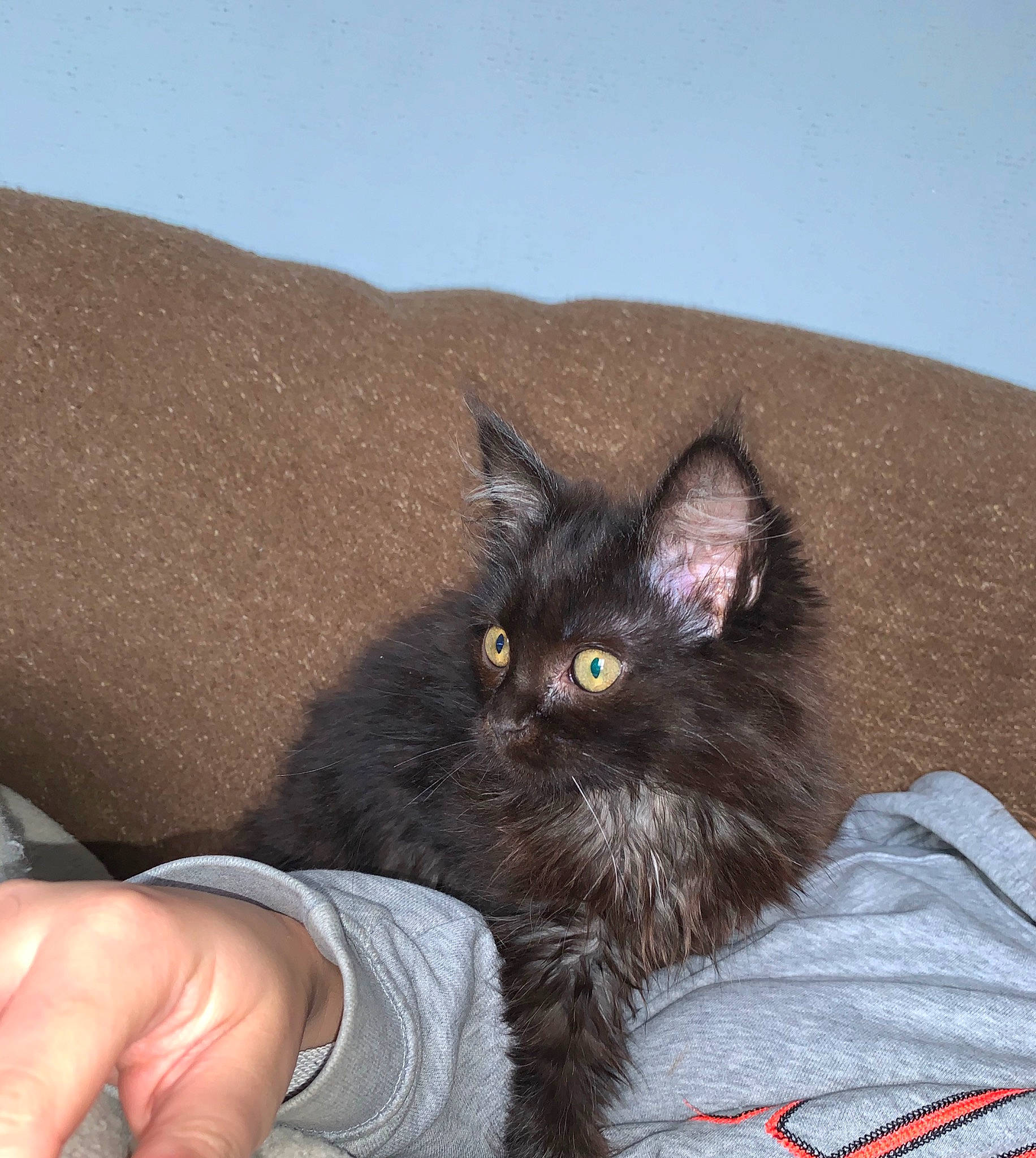 Mia participe au concours pour gagner de l'argent avec cette photo : asian, asian_semi_longhair, black_cat, british_semi_longhair, carnivore, cat, domestic_long_haired_cat, domestic_short_haired_cat, eye, fawn, felidae, fur, kitten, maine_coon, mammal, nebelung, norwegian_forest_cat, small_to_medium_sized_cats, whiskers