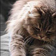 Twister participe au concours pour gagner de l'argent avec cette photo : animal, cat, closeup, cozy, cute, domestic_cat, feline, fluffy, fur, indoors, mammal, paws, pet, relaxed, resting, sleepy, soft, stretching, tabby, whiskers