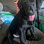 puppy, black_dog, tongue_out, sitting, couch, indoor, pet, canine, fur, cute, young_dog, playful, animal, domestic, companion, home, living_room, expression, friendly, closeup