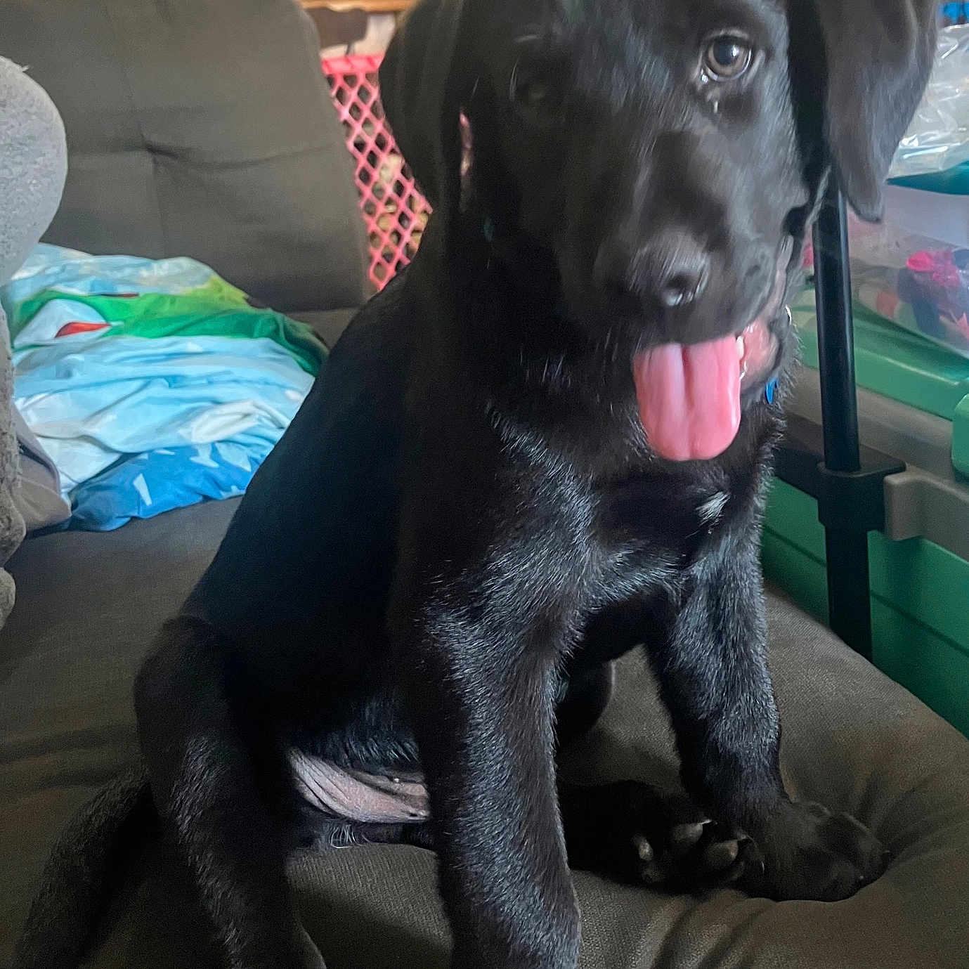 Oreo joined the competition — help win amazing prizes! animal, black_dog, canine, closeup, companion, couch, cute, domestic, expression, friendly, fur, home, indoor, living_room, pet, playful, puppy, sitting, tongue_out, young_dog