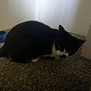 Luna is registered to the contest to win money with this photo: animal, black_and_white, carpet, cat, corner, crouching, curious, domestic, ears, feline, floor, food_dish, home, indoor, pet, quiet, resting, shadow, tail, whiskers