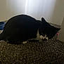 animal, black_and_white, carpet, cat, corner, crouching, curious, domestic, ears, feline, floor, food_dish, home, indoor, pet, quiet, resting, shadow, tail, whiskers