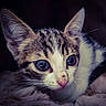 Aryo a rejoint le concours — aidez-le/la à gagner de superbes lots ! animal, blue_eyes, cat, close_up, cozy, curious, cute, feline, fur, indoor, kitten, pet, pink_nose, portrait, resting, sleepy, soft_blanket, tabby, whiskers, young