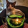 animal, blurred_background, candle, cat, chair, closeup, cozy, curious, decor, face, focus, green_candle, home, indoor, lighting, patterned_tablecloth, pet, tabby_cat, table, white_cat