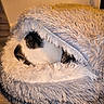 animal, black_and_white, cat, cave, comfortable, cozy, curled_up, domestic, fluffy, fur, furry, home, indoor, pet_bed, relaxing, resting, sleeping, snug, soft_texture, warm