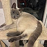 cat, siamese_cat, cat_tree, indoor, pet, animal, feline, blue_eyes, relaxed, cozy, window, reflection, fur, whiskers, ears, tail, paws, looking, resting, home