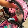 cat, blue_eyes, stroller, pink, star_pattern, pop_it_toys, childs_toy, indoor, floor, hand, arm, wooden_chair, furniture, pet, animal, cute, curious, colorful, playful, cozy