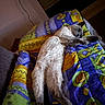 cat, siamese_cat, blanket, colorful, patterned, feline, relaxed, indoor, cozy, resting, stretching, pet, animal, soft_lighting, bed, comfort, cute, domestic_cat, sleepy, fur