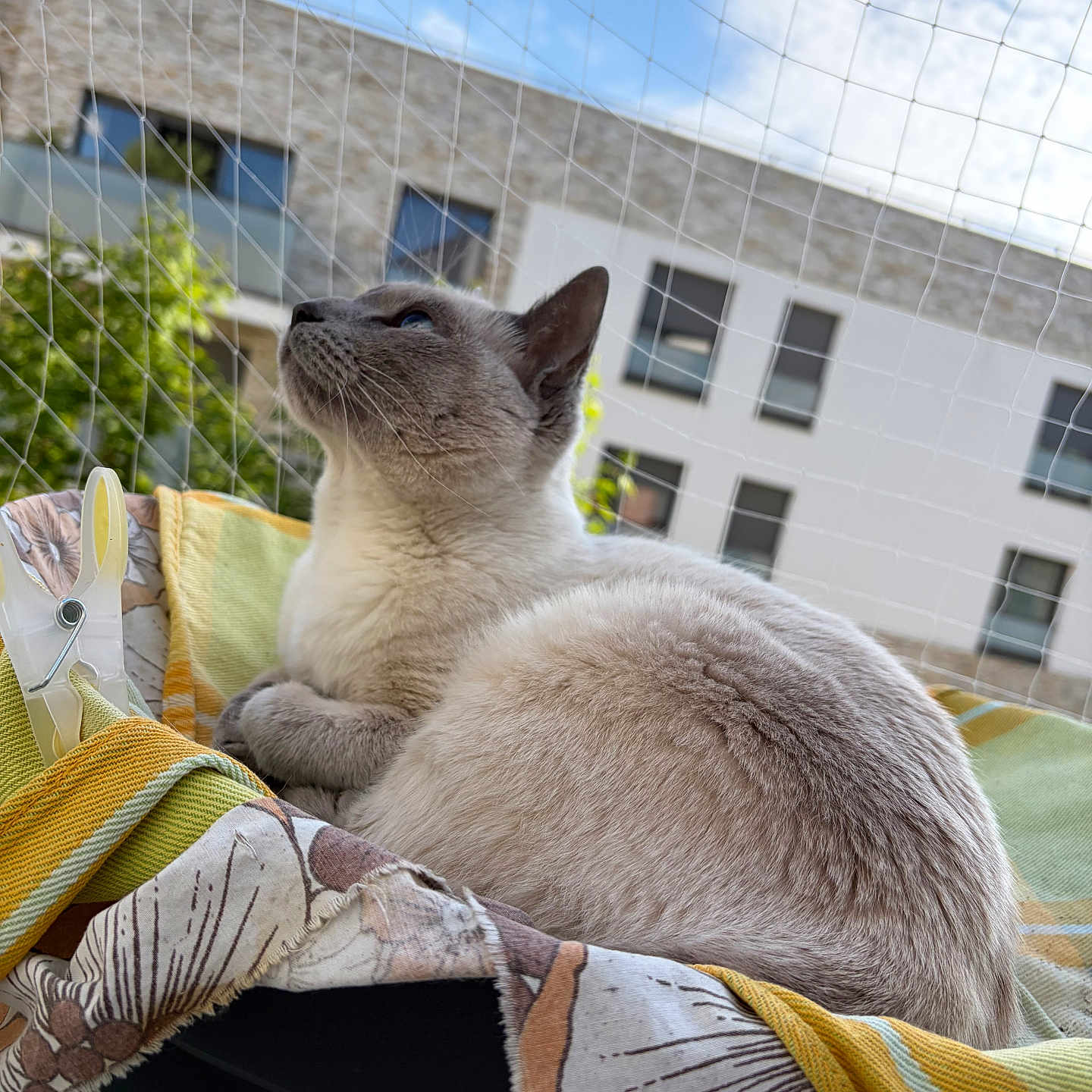 Mimy participe au concours pour gagner de l'argent avec cette photo : cat, feline, pet, animal, indoor, blanket, fabric, netting, sky, window, building, urban, resting, curious, fur, ears, whiskers, closeup, comfort, daylight