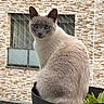 Mimy participe au concours pour gagner de l'argent avec cette photo : cat, siamese_cat, blue_eyes, flower_pot, plant, urban, brick_wall, window, net, pet, animal, feline, curious, sitting, close_up, outdoor, domestic_cat, cute, portrait, fur