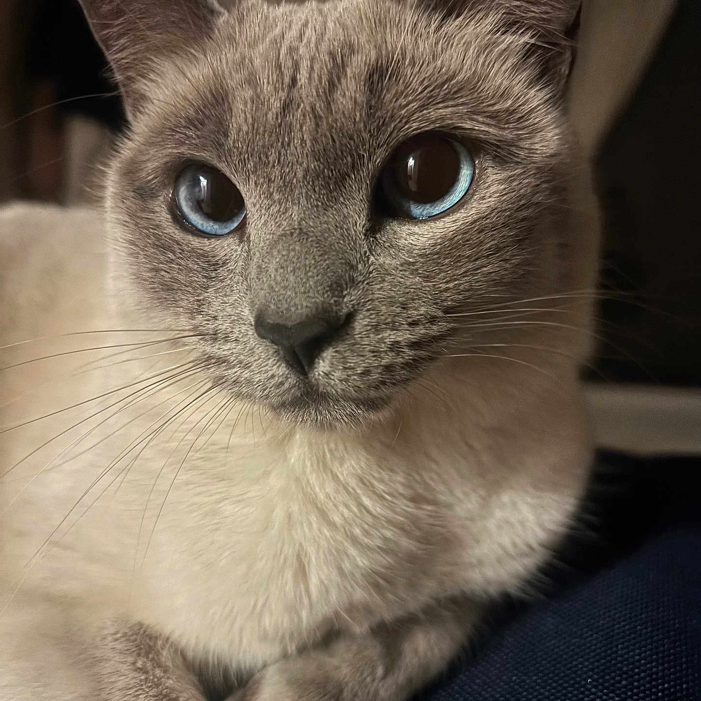 Mimy