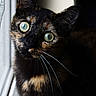Bouty participe au concours pour gagner de l'argent avec cette photo : cat, tortoiseshell, close_up, green_eyes, window, curious, whiskers, fur, pet, animal, indoor, portrait, face, looking, black, orange, white, soft_light, natural_light, background