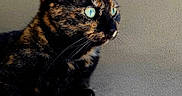Bouty a rejoint le concours — aidez-le/la à gagner de superbes lots ! cat, tortoiseshell, close_up, feline, animal, pet, blue_eyes, fur, whiskers, portrait, indoor, looking_away, alert, ears, muzzle, sitting, domestic_animal, cute, soft_light, detailed