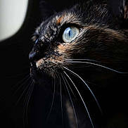 Bouty a rejoint le concours — aidez-le/la à gagner de superbes lots ! cat, tortoiseshell, close_up, blue_eye, whiskers, dark_background, window, reflection, animal, pet, feline, profile, portrait, looking_out, indoor, soft_light, sharp_focus, muzzle, ears, fur