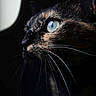 cat, tortoiseshell, close_up, blue_eye, whiskers, dark_background, window, reflection, animal, pet, feline, profile, portrait, looking_out, indoor, soft_light, sharp_focus, muzzle, ears, fur