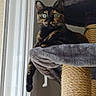 Bouty a rejoint le concours — aidez-le/la à gagner de superbes lots ! cat, tortoiseshell_cat, cat_tree, indoor, pet, window, feline, relaxed, paw, fur_pattern, animal, domestic_cat, light, cozy, home, resting, curious, vertical, soft_texture, background