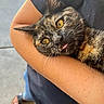 cat, tortoiseshell_cat, pet, animal, tongue_out, close_up, person, arm, holding, outdoor, casual_clothing, yellow_eyes, fur, cute, expression, relaxed, summer, footwear, concrete_floor, human
