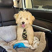 Loki joined the competition — help win amazing prizes! blanket, camouflage_tie, canine, car_interior, cute, dog, domestic_animal, fluffy, happy, indoor, leather_seat, pet, pet_bed, puppy, seat, tan, tongue_out, transportation, window, young_dog