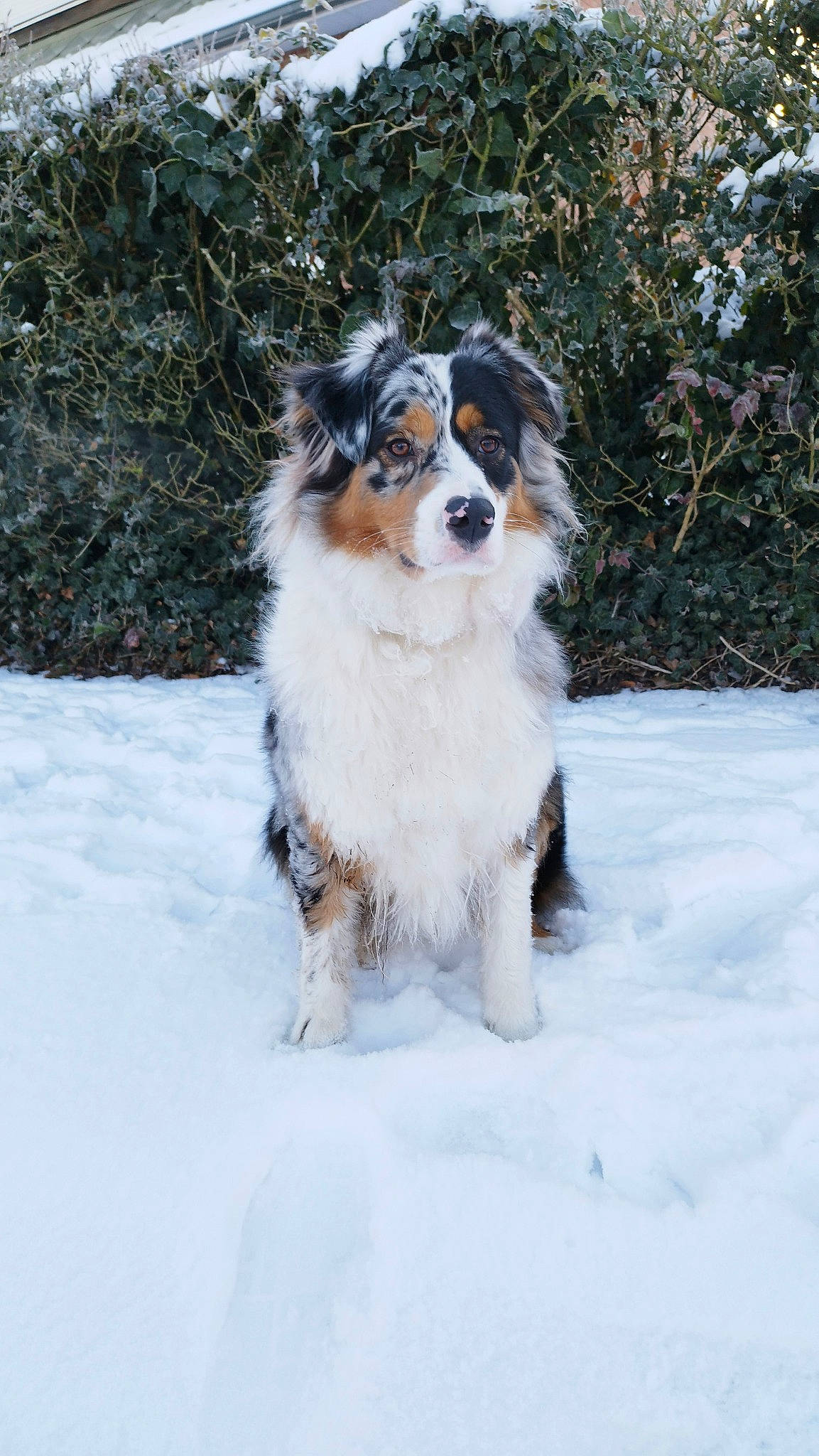 Bella