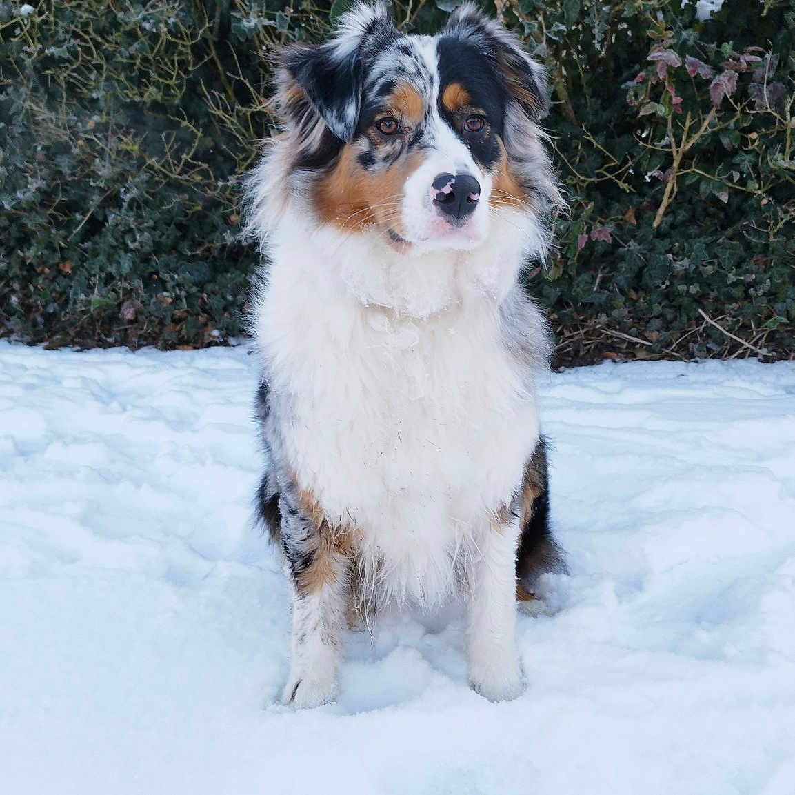 Bella