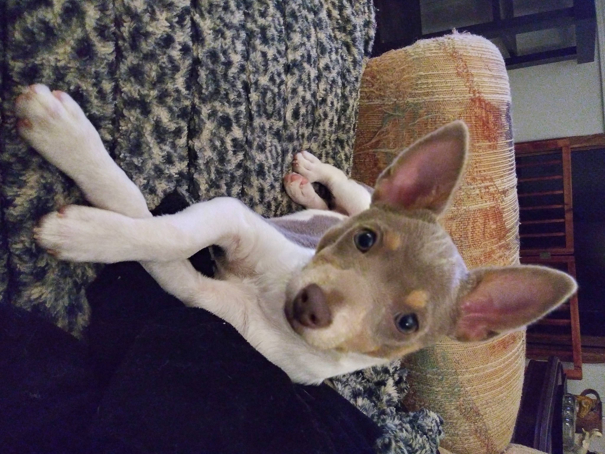 Jewel is registered to the contest to win money with this photo: ancient_dog_breeds, canidae, carnivore, companion_dog, dog, dog_breed, ear, fawn, flooring, fur, gesture, golden_retriever, jaw, non_sporting_group, paw, snout, sporting_group, tail, whiskers, working_animal