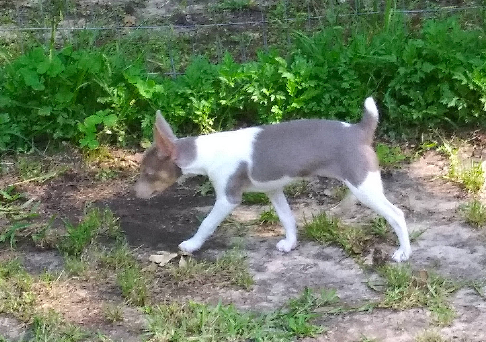 Jewel joined the competition — help win amazing prizes! canidae, carnivore, companion_dog, dog, dog_breed, fawn, grass, groundcover, non_sporting_group, plant, sporting_group, tail, terrestrial_animal, terrier, vertebrate, working_animal