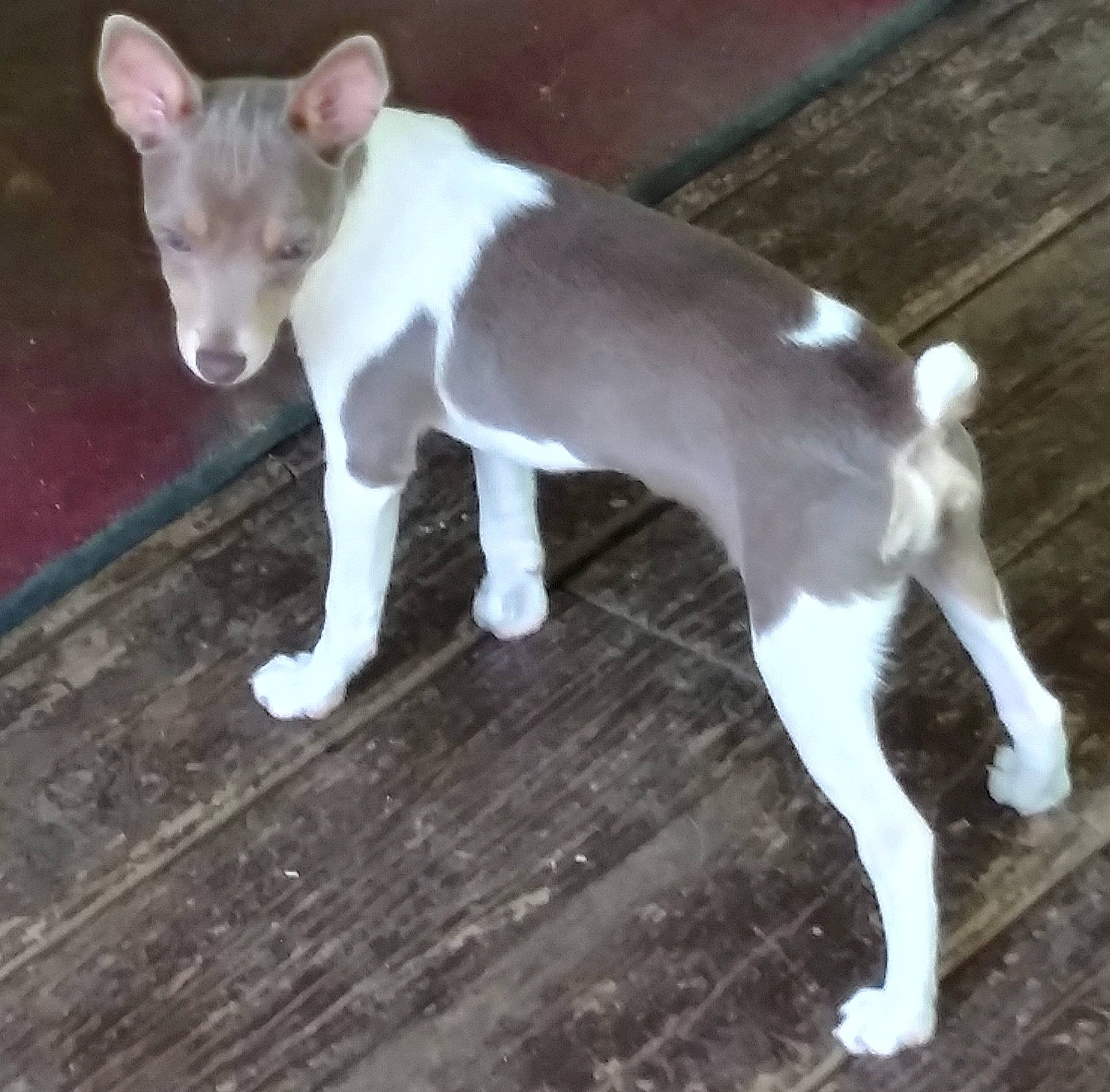 Jewel is registered to the contest to win money with this photo: ancient_dog_breeds, canidae, carnivore, companion_dog, dog, dog_breed, fawn, hardwood, non_sporting_group, snout, sporting_group, tail, terrestrial_animal, wood, working_animal