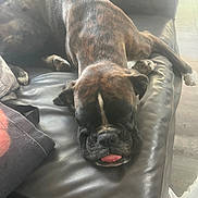 Ukitayume Sabbah a rejoint le concours — aidez-le/la à gagner de superbes lots ! animal, brindle, canine, cozy, cute, dog, ears, furniture, home, indoor, laying_down, leather_couch, paw, pet, relaxed, resting, sleeping, snout, tongue, tongue_out