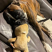 Ukitayume participe au concours pour gagner de l'argent avec cette photo : animal, boxer, brindle, brown, close_up, comfort, couch, dog, home, indoor, laying_down, leather, pet, plush, relaxed, resting, sleepy, stuffed_toy, toy, white_paws