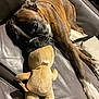 animal, boxer, brindle, brown, close_up, comfort, couch, dog, home, indoor, laying_down, leather, pet, plush, relaxed, resting, sleepy, stuffed_toy, toy, white_paws