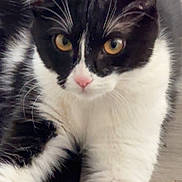 Mystic is registered to the contest to win money with this photo: animal, black_and_white, cat, close_up, curious, cute, domestic_cat, eyes, face, feline, focused, fur, indoor, mammal, pet, pink_nose, portrait, soft_fur, whiskers, yellow_eyes