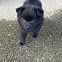 puppy, dog, black_fur, cute, outdoor, pavement, small, fluffy, walking, curious, young, pet, adorable, animal, mammal, fur, front_view, daylight, exploring, playful