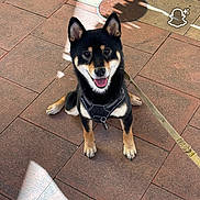 Tenko participe au concours pour gagner de l'argent avec cette photo : animal, black_and_tan, canine, collar, dog, domestic_animal, ears_up, friendly, happy, leash, looking_up, outdoor, pavement, pet, shadow, shiba_inu, sitting, smiling, sunlight, tile_floor
