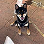animal, black_and_tan, canine, collar, dog, domestic_animal, ears_up, friendly, happy, leash, looking_up, outdoor, pavement, pet, shadow, shiba_inu, sitting, smiling, sunlight, tile_floor