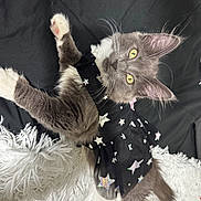 Vela joined the competition — help win amazing prizes! animal, black_dress, cat, costume, curious, cute, domestic_animal, feline, fluffy_blanket, fur, gray_cat, indoor, kitten, laying_down, pet, portrait, star_pattern, whiskers, white_fur, yellow_eyes